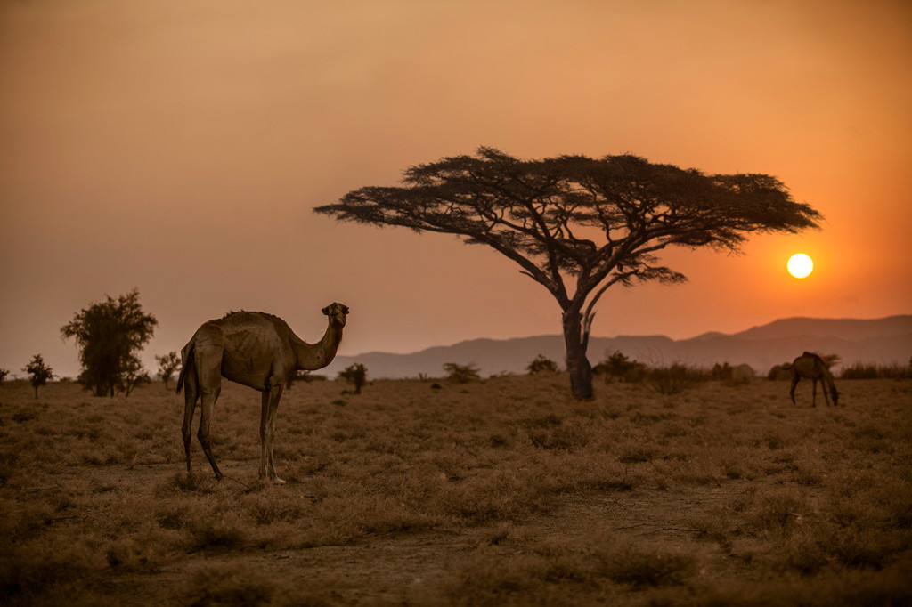 acacia al atardecer en turkana